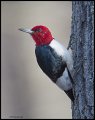 _3SB1766 red-headed woodpecker